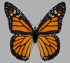 Monarch