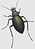 Golden Ground beetle