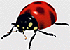 Ladybird