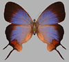 Blue Hairstreak