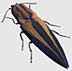 Click beetle