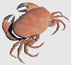 Edible crab