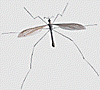 Cranefly