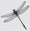 Emperor dragonfly