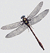 Golden Ringed dragonfly