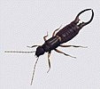 Earwig