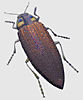 Jewel beetle 2