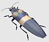 Jewel beetle