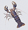 Lobster