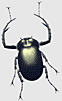 Longarm beetle