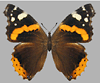 Red Admiral