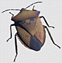 Shieldbug