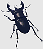 Stag beetle