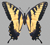 Tiger swallowtail