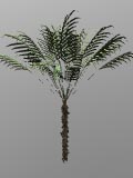 Palm tree 350kB